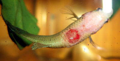 A betta with an open wound from getting stuck.