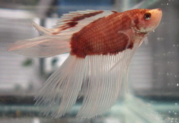 Double Tail Veiltail Male Betta