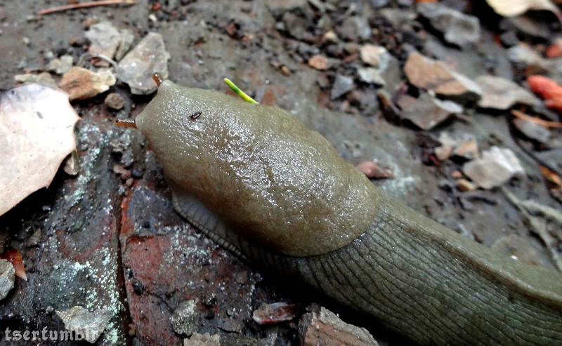 how to keep slugs out of dog food