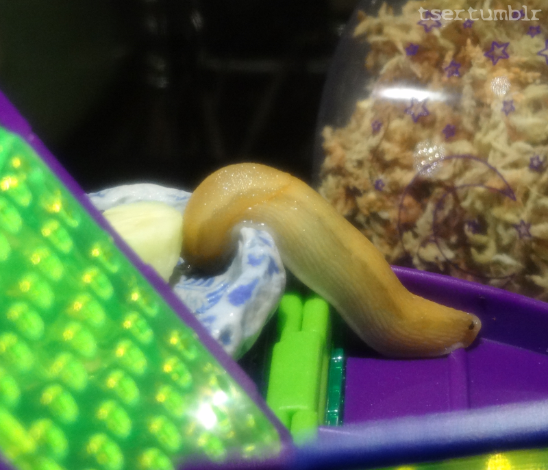 A slug climbing up a plastic ramp to reach a textured blue ceramic dish with a piece of peeled cucumber.