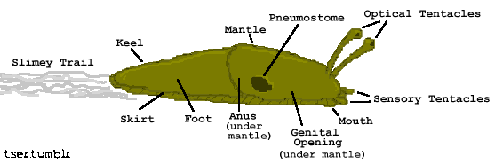 A blurry pixelated image drawn in MS Paint showing a slug with anatomy labeled.