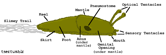 Slyren  Slugs, Animal groups, Animals and pets