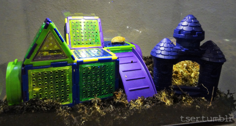 An image of a critter keeper style enclosure, with colorful plastic houses. A slug is perched on one.