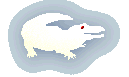 Albino Alligator